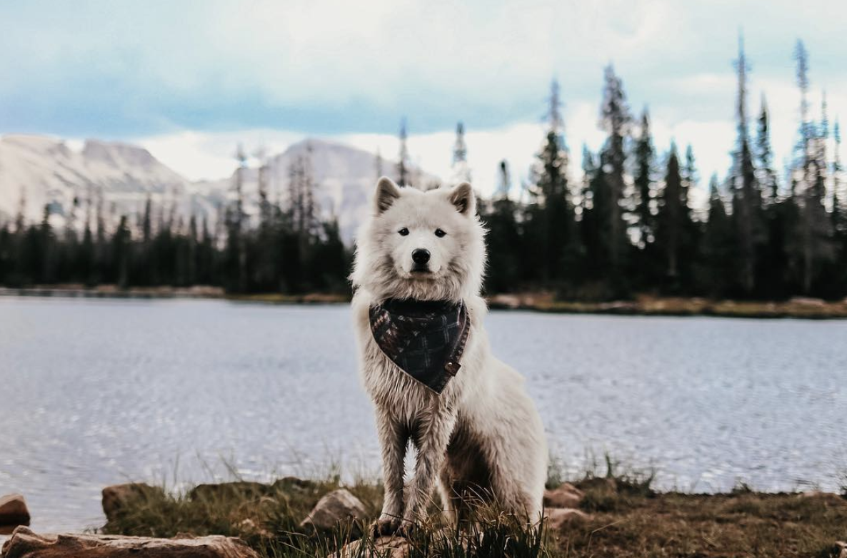 ATLAS THE ADVENTURE SAMOYED