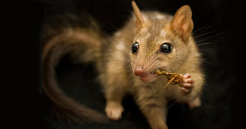 The Northern Quoll (sasyurus hallucatus), also known as the Northern Native Cat, is the smallest of 