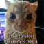 kittennicc