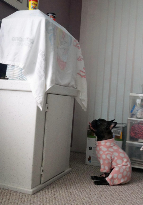 tastefullyoffensive:(photos via Sophie the Frenchie)Fascinating