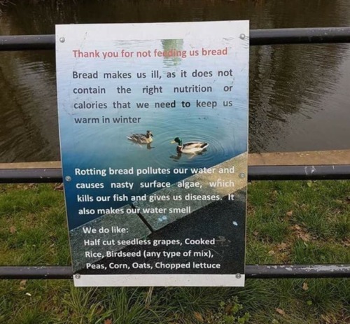 bannableoffense:  bettsplendens:  sigistrix-elric: Now you know. It’s okay if you didn’t know, just don’t do it again. Ducks make great crunchy noises if you give them lettuce.   Don’t feed animals in general unless they’re yours, but, if you