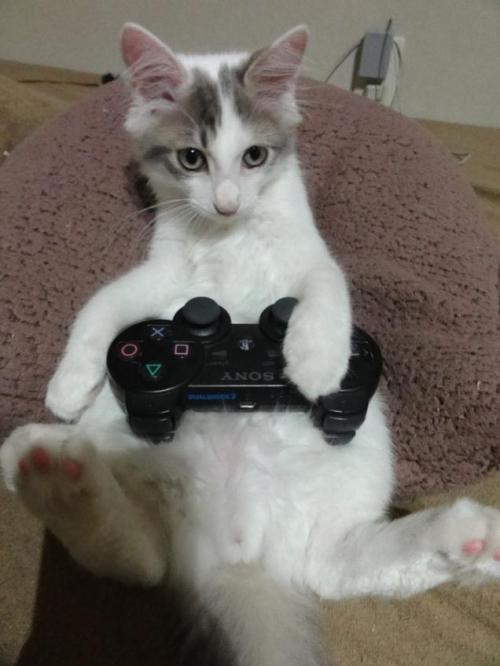 catsbeaversandducks:  Cats are very serious adult photos