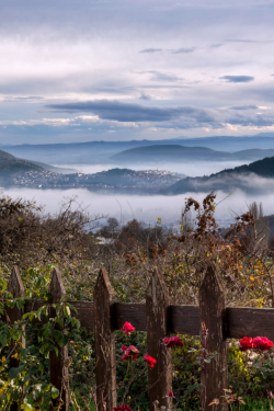 tulipnight:  Garden View by Goran Petrov