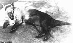 2-squirrels-1-nut:Rare photographs of the extinct Tasmanian Tiger.  Look how cute they were ;______; d'awww