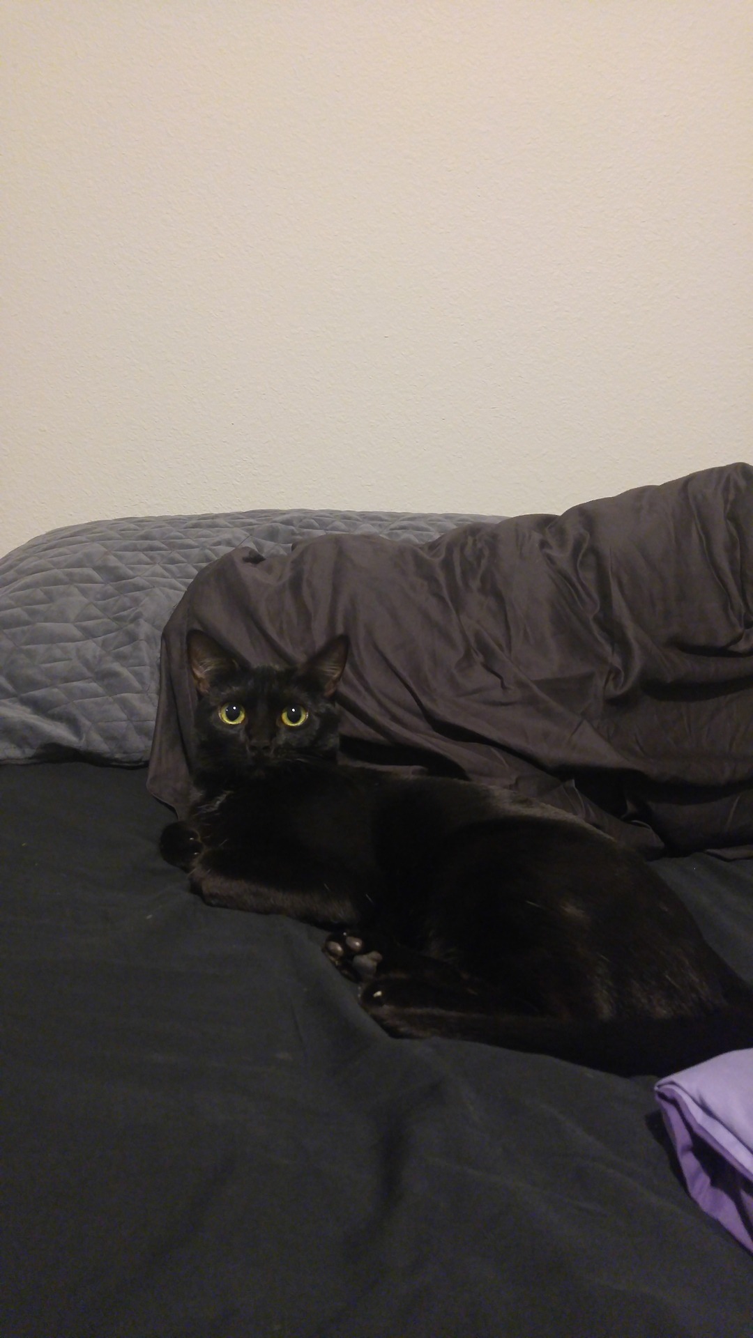 Unflattering Cat Selfies