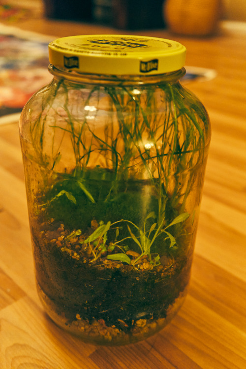 Update on the Storm Jar. Doing great, throwing out new little plants and of course, plenty of grass.