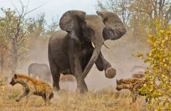 Back off, buddy (a mother elephant defending