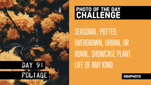 31 Day Photo Challenge, Week 2