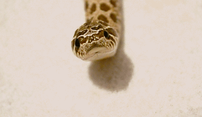 pretzel-the-hognose:  This is Pretzel’s “grossly offended” face.  