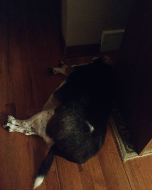 When it&rsquo;s humid in the house, and you&rsquo;re only solace in the A/C vent&hellip;
