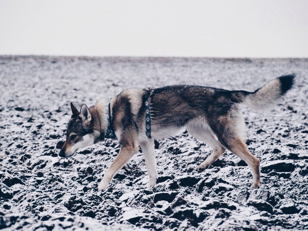 Beautiful Wolves