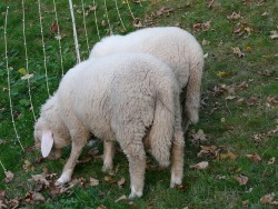 badcharacterdesign:  ladygolem:  badcharacterdesign:  another fact: sheep naturally have long tails they are docked at a young age for health reasons because they can collect filth easily and can lead to maggot infestations that are painful or fatal.