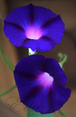 Blooms-And-Shrooms:  Good Morning Glory…:) By 1001G 