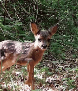 various shots of a baby deer walking in a forest