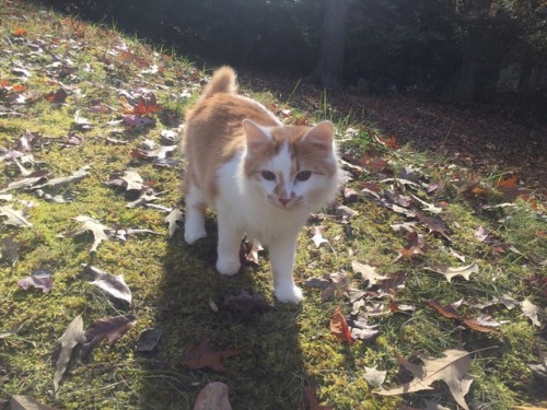 unflatteringcatselfies:His name is Chad, he is my friends cat, and he is a lovely boy. He’s so kind 