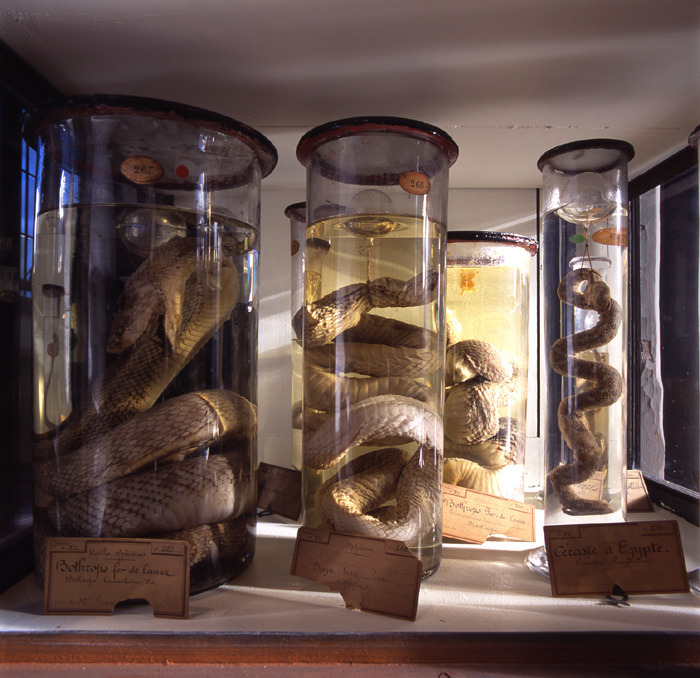 sixpenceee:  oddphilosiphies:  sixpenceee:  Another oddity museum for all the bizarre