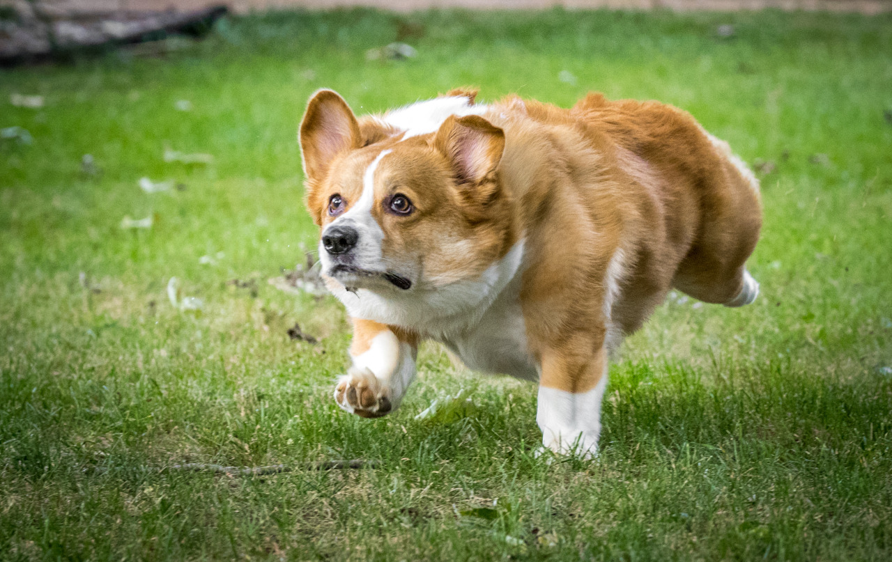 thefrogman:  Otis the Majestic Chaser of Balls. 