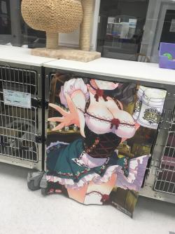 darkseid:so some local comic book shop accidentally had a shitload of anime girl…. tapestries (I guess?) printed and was desperate to get rid of them so now the cat shelter we go to uses them as cat blankets and it leads to many a funny sight