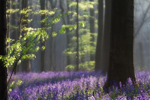 naturalsceneries:A carpet of bluebells in the Hallerbos, south of Brussels, Belgium  photo by Ingrid