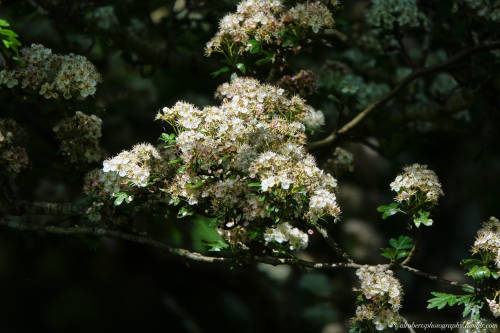 Hawthorn Blossom