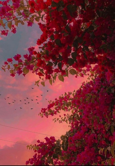 red flowers on Tumblr