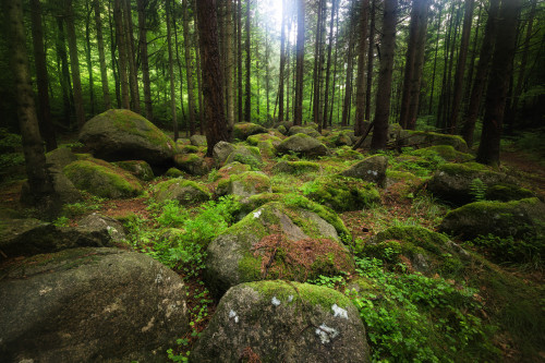 Diffuses Waldlicht by Olli Henze Facebook | Website | Posterlounge | Instagram | 500px