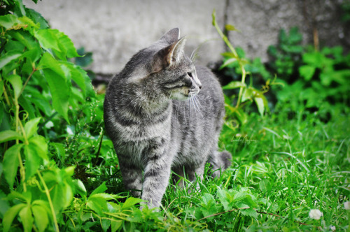 lindamarieansonsnaps: amidst the green