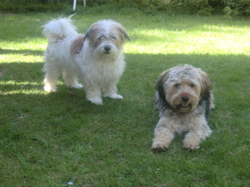 immer-irgendwie-anders:  Mia und Amadeus <3 