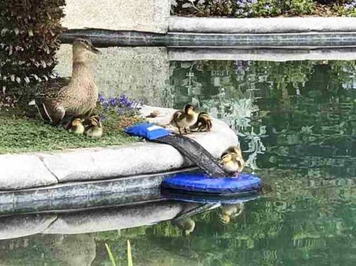 dashbeardconfessional: awesomacious: Critter Pool Ramp  this is jUST THE BEST 