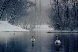 nubbsgalore:swan lake. in winter. photos