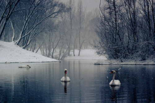 nubbsgalore:swan lake. photos (none of which are actually in russia) by (click pic) paul and paveena