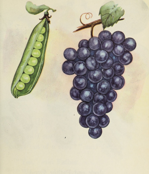 nemfrog:Peas in a pod, grapes in a bunch. Science All About Us. 1956.Internet Archive