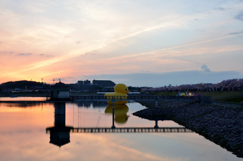 hetgallery:ラバーダック2016 大阪･狭山池 - Нет 大阪建築デザイン: フロレンティン・ホフマンRubber Duck Sayamaike,Osaka,JapanFlorentijn