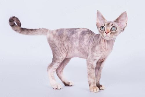 purebred-cats:A real elf! Devon Rex cat :)
