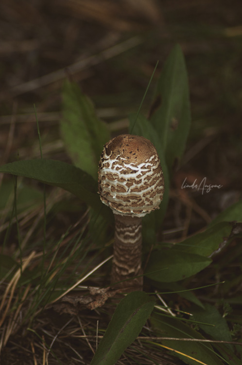 lindagoesmushrooming:Amanita muscaria | Macrolepiota procera | Coprinus comatus | Amanita batta