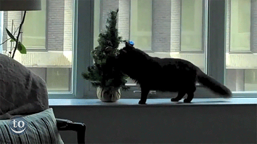 huffingtonpost:Cats vs. Christmas Trees Shows Felines At Their Yuletide Worst “Cat vs. Christmas Tre