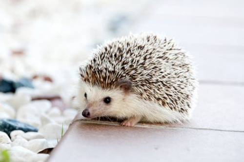 Baby hedgehog