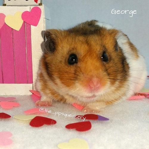 thepipsqueakery:George is waiting for his kiss from you! #hamster #kisses #valentinesday