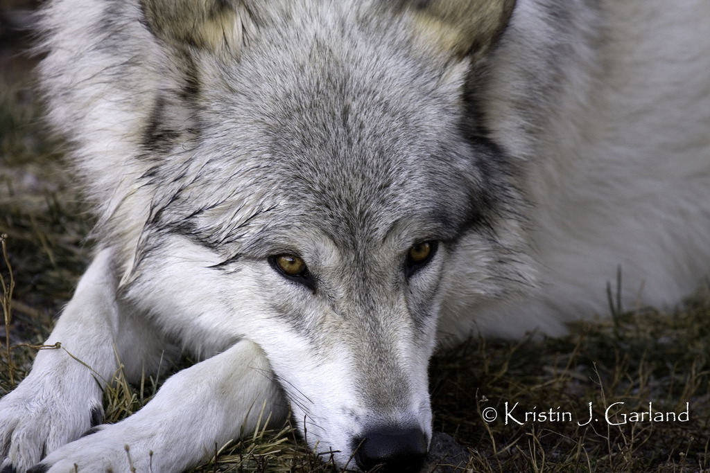 wolfsheart-blog:Sad One by K. J. Garland