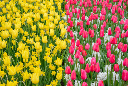 Keukenof, Holland.Tulips, hundreds, thousands, maybe millions of tulips, muscarii, and other flowers