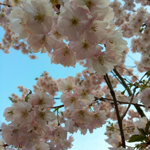 #spring #frühling #flowers #cherryblossoms #beautiful #bluesky #sky #sunshine #nature #wonderfu