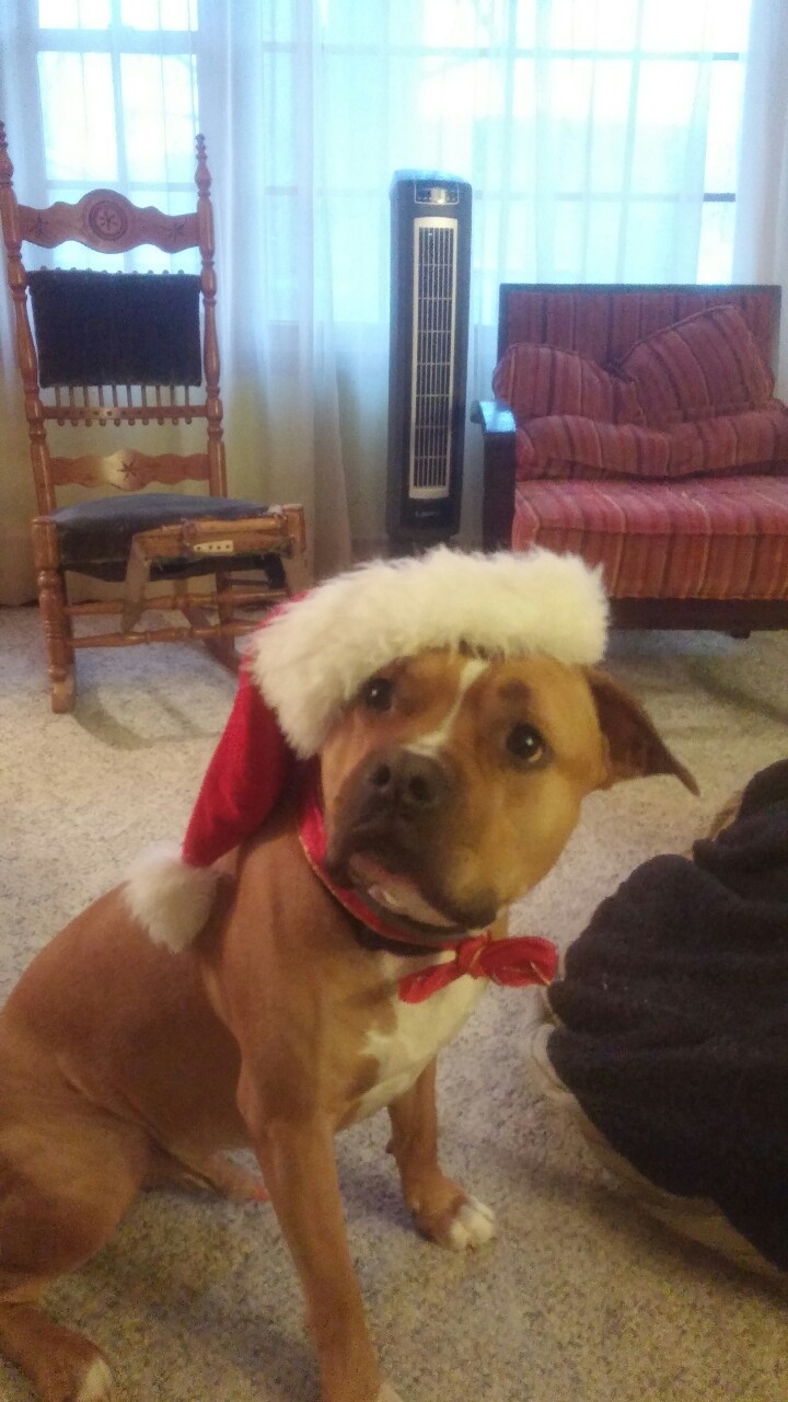 More Atticus for you in this trying timeatticus u look so ready for christmas &lt;3333333thank