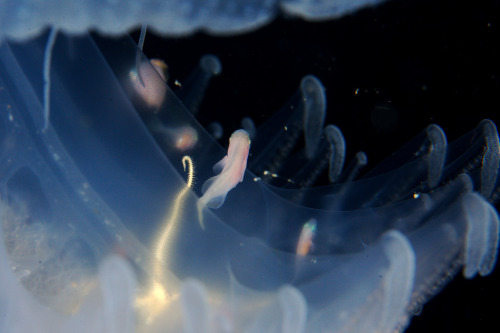 thelovelyseas:“We saw this large beautiful jellyfish during a decostop above Monad seamount, w