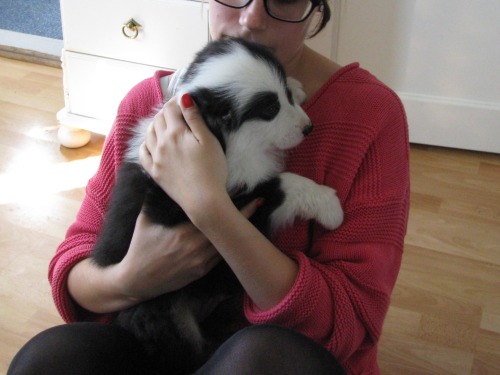 panchovypaste:  Jack the Australian shepherd turns 1 on Jul 26th. Congrats buddy! 