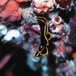 Sex seatrench: Juvenile Pinnate Batfish (source) pictures