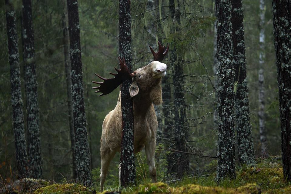 megarah-moon:“Albino Moose” by  Johan Brunzell  