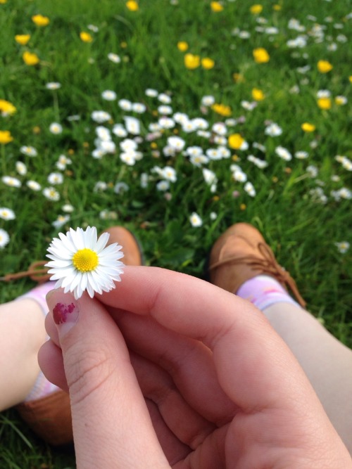 whiskey-roses:We found a perfect daisy today