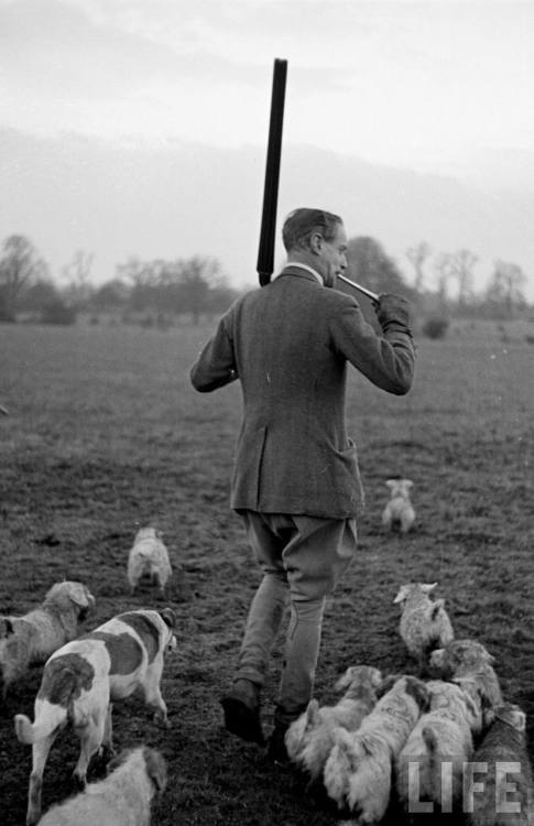 Hunting rabbits with Sealyham terriers(William J. Sumits. 1950)