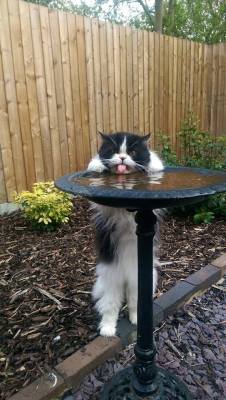 awwww-cute:  He’s got a full bowl of water