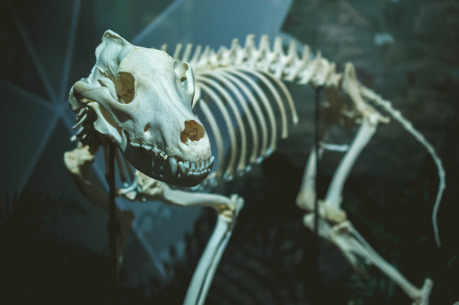 blackbackedjackal: Gray Wolf 